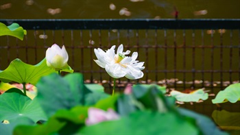  粉岭康乐公园
